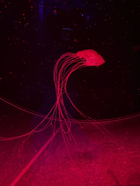 Jellyfishes in aquarium, deep undersea world. Underwater creatures, life