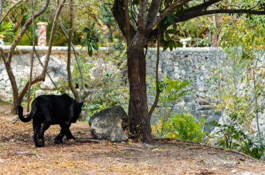 Dünya 'ya seyahat etmek. Meksika 'da tatiller. Hayvanat bahçesi