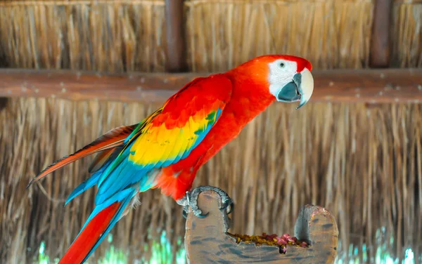 Подорожує Світу Відпустка Мексиці Зоопарк — стокове фото
