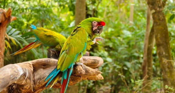 세계로 여행을 떠나는 멕시코 Holidays 동물원 — 스톡 사진