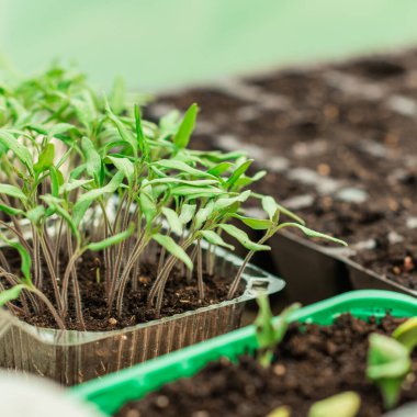 Tohumların ev yapımı serada resmedilmesi, organik eko bitkileri konsepti, bitki örtüsü.