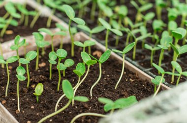 Tohumların ev yapımı serada resmedilmesi, organik eko bitkileri konsepti, bitki örtüsü.