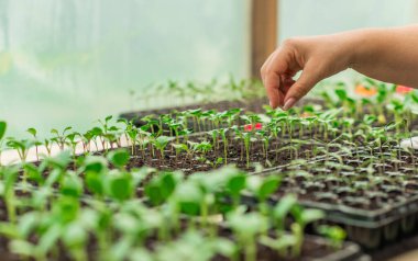 Tohumların ev yapımı serada resmedilmesi, organik eko bitkileri konsepti, bitki örtüsü.