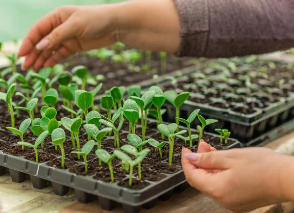 stock image Illustration of Seedling in homemade greenhouse, concept of organic eco plants, flora