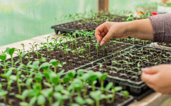 Illustration of Seedling in homemade greenhouse, concept of organic eco plants, flora