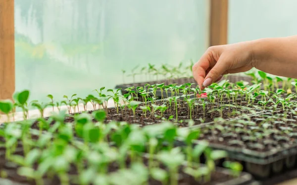 stock image Illustration of Seedling in homemade greenhouse, concept of organic eco plants, flora