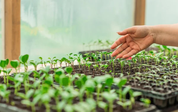 stock image Illustration of Seedling in homemade greenhouse, concept of organic eco plants, flora