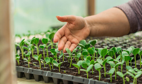Illustration of Seedling in homemade greenhouse, concept of organic eco plants, flora