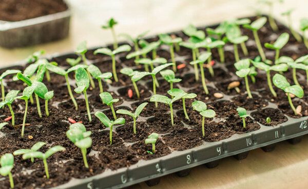 Illustration of Seedling in homemade greenhouse, concept of organic eco plants, flora