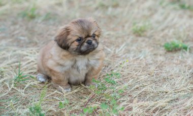 Yavru köpek hayatı. Köpek psikolojisi. Evcil hayvan kavramı, ev atmosferindeki küçük köpek.