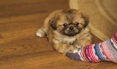 Yavru köpek hayatı. Köpek psikolojisi. Evcil hayvan kavramı, ev atmosferindeki küçük köpek.