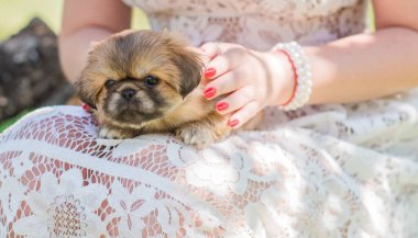 Yavru köpek hayatı. Köpek psikolojisi. Evcil hayvan kavramı, ev atmosferindeki küçük köpek.