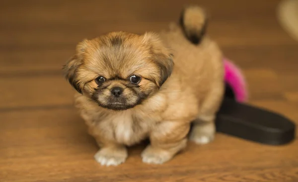 Puppy Leven Hondenpsychologie Concept Huisdier Kleine Hond Thuis Sfeer — Stockfoto