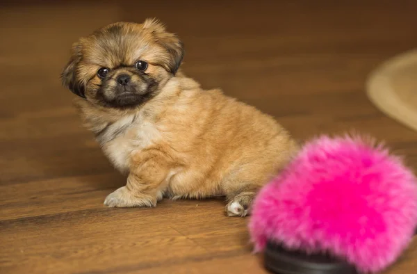 Ζωή Κουταβιών Ψυχολογία Σκύλων Έννοια Του Κατοικίδιου Ζώου Μικρό Σκυλάκι — Φωτογραφία Αρχείου