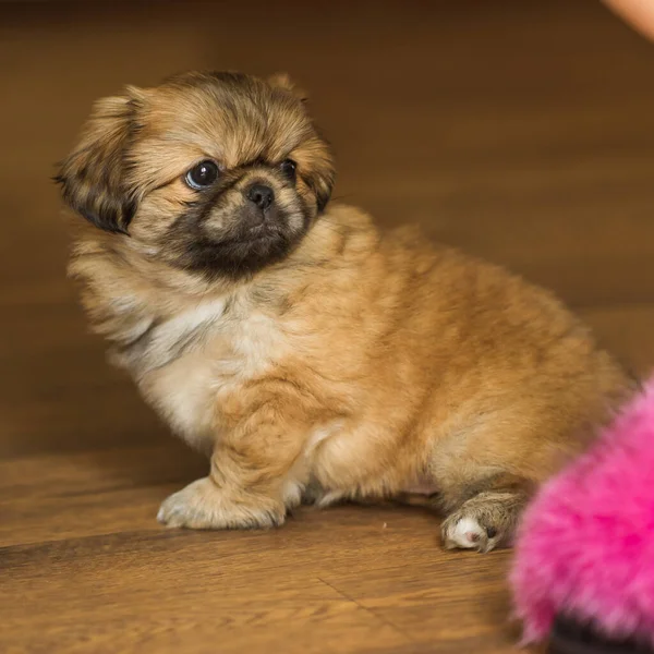 Puppies Life Dog Psychology Concept Pet Little Doggo Home Atmosphere — Stock Photo, Image