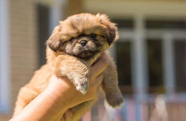 Yavru Köpek Hayatı Köpek Psikolojisi Evcil Hayvan Kavramı Atmosferindeki Küçük — Stok fotoğraf