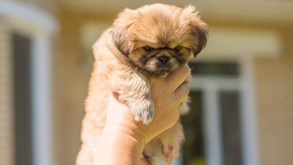 Puppies Life Dog Psychology Concept Pet Little Doggo Home Atmosphere — Stock Photo, Image