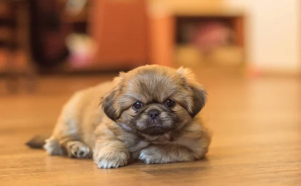 Puppy Leven Hondenpsychologie Concept Huisdier Kleine Hond Thuis Sfeer — Stockfoto
