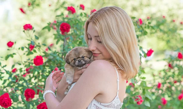 Welpenleben Hundepsychologie Konzept Des Haustieres Kleiner Hund Frauenhand — Stockfoto