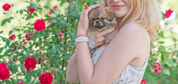 子犬の生活 犬の心理学 ペットの概念 女性の手に小さな犬 — ストック写真