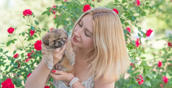 Welpenleben Hundepsychologie Konzept Des Haustieres Kleiner Hund Frauenhand — Stockfoto