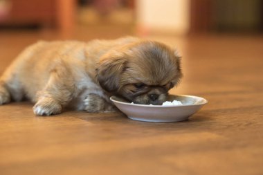 Küçük Puppy ve bir tabak yemek. Evcil hayvan hayatı kavramı