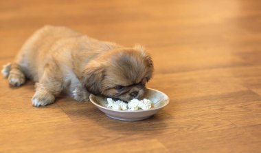 Küçük Puppy ve bir tabak yemek. Evcil hayvan hayatı kavramı