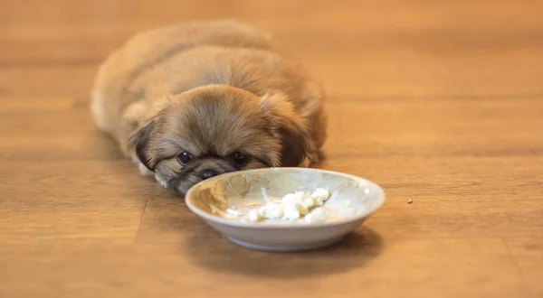 Kleine Puppy Met Een Bord Eten Concept Van Het Dierenleven — Stockfoto