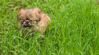  Şirin ve komik minik Pekin köpeği. En iyi insan arkadaş. Bahçedeki güzel altın köpek yavrusu