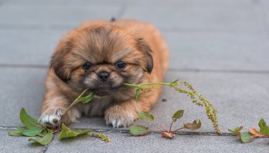  Şirin ve komik minik Pekin köpeği. En iyi insan arkadaş. Bahçedeki güzel altın köpek yavrusu