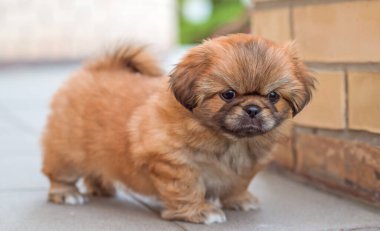  Şirin ve komik minik Pekin köpeği. En iyi insan arkadaş. Bahçedeki güzel altın köpek yavrusu