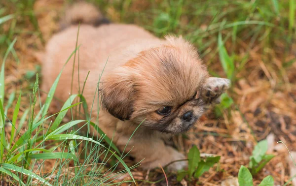 Cute Funny Tiny Pekingese Dog Best Human Friend Pretty Golden — Stock Photo, Image