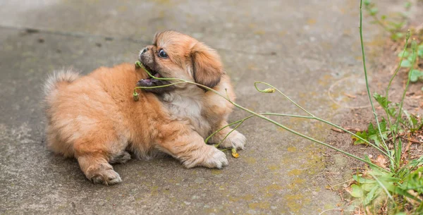 Милая Смешная Маленькая Пекинская Собака Лучший Друг Человека Довольно Золотой — стоковое фото
