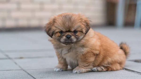 Lindo Divertido Perrito Pekinés Mejor Amigo Humano Bastante Perro Perrito —  Fotos de Stock