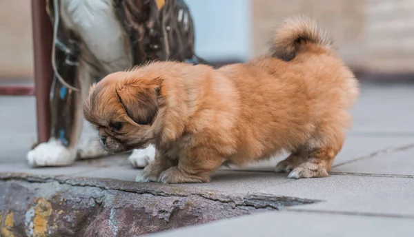 Χαριτωμένο Και Αστείο Σκυλάκι Από Πεκίνο Καλύτερος Ανθρώπινος Φίλος Όμορφο — Φωτογραφία Αρχείου