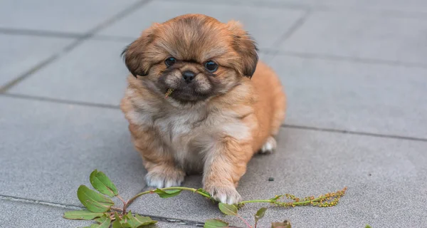 Милая Смешная Маленькая Пекинская Собака Лучший Друг Человека Довольно Золотой — стоковое фото