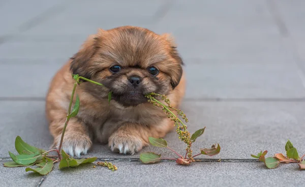 Şirin Komik Minik Pekin Köpeği Iyi Insan Arkadaş Bahçedeki Güzel — Stok fotoğraf