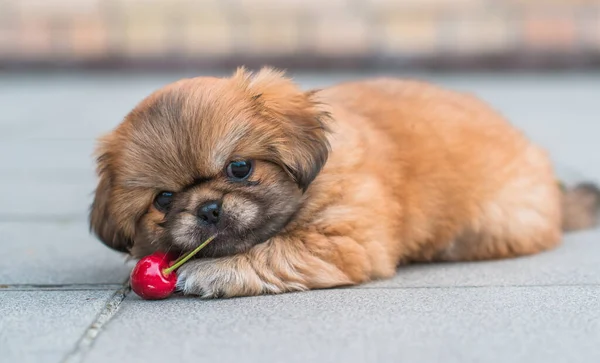 귀엽고 재밌는 최고의 마당에 강아지 — 스톡 사진