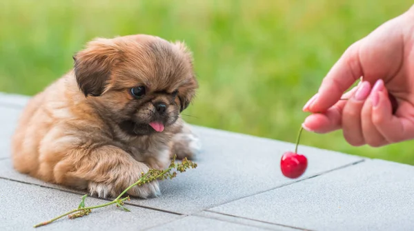 stock image  Cute and funny tiny Pekingese dog. Best human friend. Pretty golden puppy dog at yard