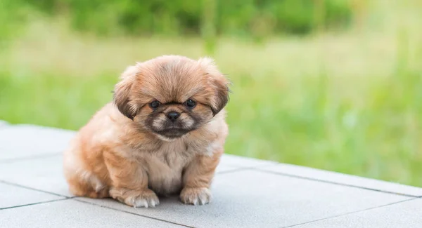 Leuke Grappige Kleine Pekingese Hondje Beste Menselijke Vriend Mooie Gouden — Stockfoto