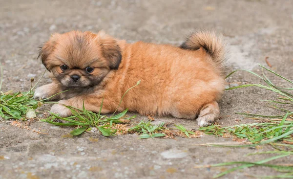 Lindo Divertido Perrito Pekinés Mejor Amigo Humano Bastante Perro Perrito —  Fotos de Stock