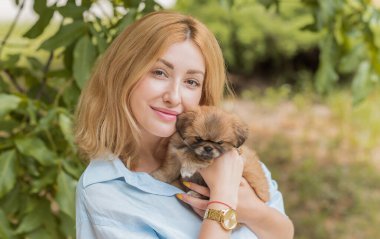 Şirin ve komik minik Pekin köpeği. En iyi insan arkadaş. Güzel altın köpek yavrusu  