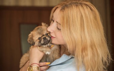 Şirin ve komik minik Pekin köpeği. En iyi insan arkadaş. Güzel altın köpek yavrusu  