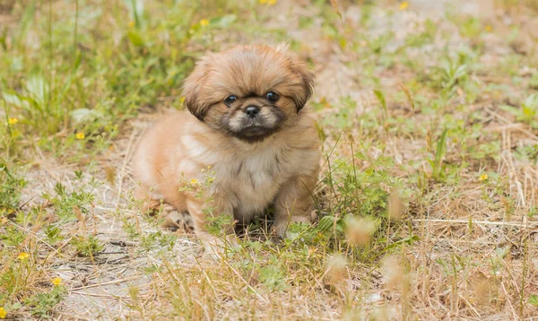 Lindo Divertido Perrito Pekinés Mejor Amigo Humano Bastante Perro Cachorro —  Fotos de Stock