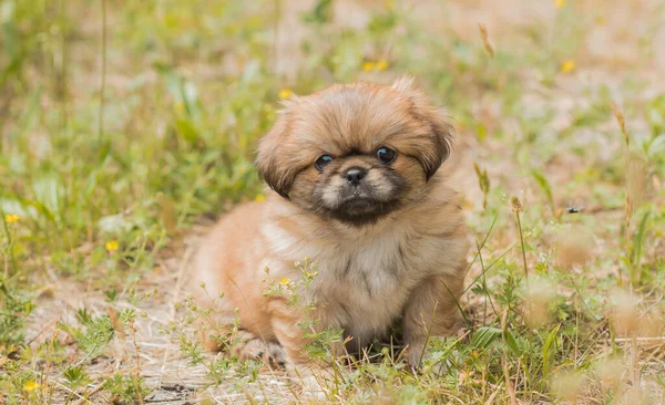 可愛くて面白い小さなペキン犬 人間の親友だ かなり黄金の子犬犬 — ストック写真
