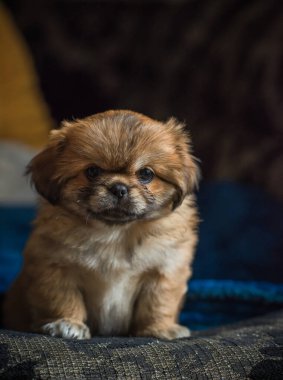  Şirin ve komik minik Pekin köpeği. En iyi insan arkadaş. Güzel köpek yavrusu.