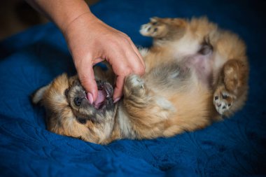  Şirin ve komik minik Pekin köpeği. En iyi insan arkadaş. Güzel köpek yavrusu.