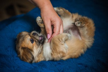  Şirin ve komik minik Pekin köpeği. En iyi insan arkadaş. Güzel köpek yavrusu.