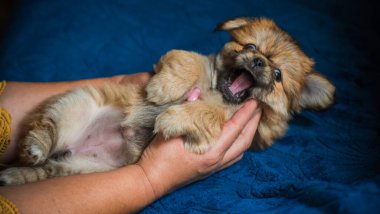  Şirin ve komik minik Pekin köpeği. En iyi insan arkadaş. Güzel köpek yavrusu.