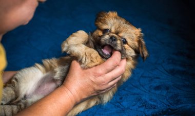  Şirin ve komik minik Pekin köpeği. En iyi insan arkadaş. Güzel köpek yavrusu.